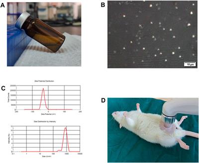 Ultrasound-assisted intravesical botulinum toxin A delivery attenuates acetic acid—induced bladder hyperactivity in rats